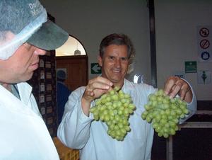 In the packshed - export grapes make your mouth water